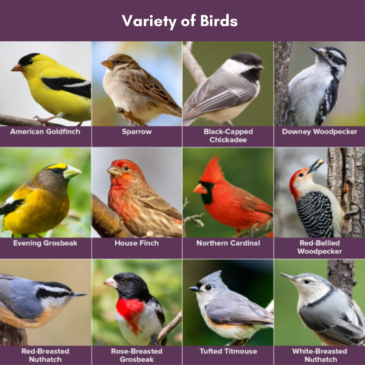 Wild Bird Seed 20 Pound Bag P3322